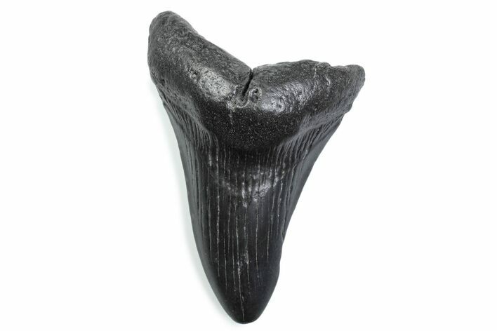 Bargain, Fossil Megalodon Tooth - South Carolina #370480